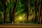 Tall trees with green leaves along forest path with wood corridor