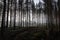 Tall trees growing in the dark gloomy forest