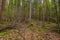 Tall trees growing in forest with green moss covering on tree ba