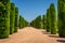 Tall trees in The jardines, royal garden of the Alcazar de los R