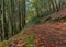 Tall Trees Line an Autumnal Brown Leafy Path on Both Sides