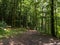 Tall trees line a wide path through thick woodland on a summers day