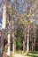 Tall trees lined up on either side in the backyard of Indian house