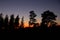 The tall trees look like silhouettes towards the glowing sky as the summer sun sets over MalmÃ¶, Sweden