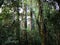 Tall trees in a lush forest. Kauri Walk, Puketi Forest, New Zealand
