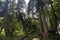 Tall trees at the Pena Park in Sintra