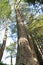 Tall trees in Powerscourt Estate - County Wicklow - Ireland fall tour - No. 3 garden in world