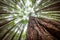 Tall trees in the redwoods forest, rotorua, New Zealand