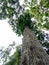 Tall trees rise in the riftng river moon tourist area