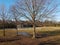 Tall trees with shadows and grass and baseball field