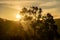 Tall trees silhouetted against a fiery sunset