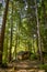 Tall trees surround a small cabin on the Rogue River in Oregon