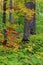 Tall trees surrounded with Maple plants in autumn time.