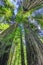 Tall Trees Towering Redwoods National Park Crescent City California