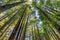 Tall Trees Towering Redwoods National Park Crescent City California