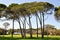 Tall Trees at the Wetlands