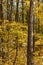 Tall trees with yellow vivid leaves