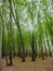 Tall Tress In Forest Nursery In Kashmir Valley India