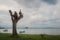 Tall trimmed tree trunk at beach in front of sea with fishing boats