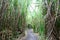 Tall Tropical Grass - La Fortuna, Costa Rica