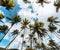 Tall tropical palm trees under blue sky. Photo taken in marigot Bay, Saint Lucia.