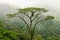 Tall tropical tree in the mountain