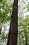 Tall trunk of a beech tree in the forest of shadow