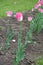 Tall tulip with pink and white bicolor flower