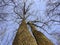 Tall Tulip Tree Twins in a New England Forest