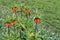 Tall tulips known as Red Imperial Crown tower over others in spring garden