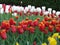 Tall tulips in red, yellow and white colors