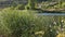 The tall Typha Latifolia grass a lake blowing by the wind, a swallow flies and touches the water