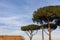 Tall umbrella pine trees in mediterranean scene with roof of red