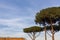 Tall umbrella pine trees in mediterranean scene with roof of red