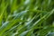 Tall, unmown grass on the lawn. Selective focus background