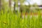 Tall, unmown grass on the lawn. Selective focus background
