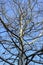 Tall unusual branched plane tree without foliage against clear blue sky in park. Bottom view. Vertical photo