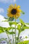 Tall upright Yellow Sunflower in bloom , against a natural pale blue sky