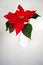 A Tall Vase Holds Bright Red Poinsettia