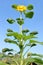 Tall Vertical Mature Sunflower