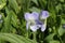 `Tall Violet` flower - Viola Elatior