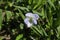 `Tall Violet` flower - Viola Elatior