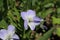 `Tall Violet` flower - Viola Elatior