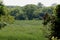 Tall waving cattail plants in a ring of trees in a wetland in Wisconsin in the summer