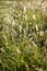 Tall weed grass blowing in wind, morning light, in meadow