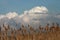 Tall weeds against a cloud filled sky