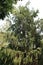 A Tall Weeping Cypress Tree in Colorado