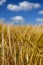 Tall Wheat Barley Crop Plants with Blue Sky