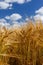 Tall Wheat Barley Crop Plants with Blue Sky