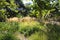 Tall wheat grass surrounded by lush green trees